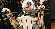 Louie joined the competition — help win amazing prizes! animal, black, brown, cage, canine, collar, crate, cute, dog, ears, eyes, fence, floor, indoor, looking, paws, pet, puppy, standing, white