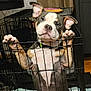 puppy, dog, crate, indoor, pet, cage, ears, paws, cute, animal, canine, brown, white, black, looking, standing, floor, collar, eyes, fence