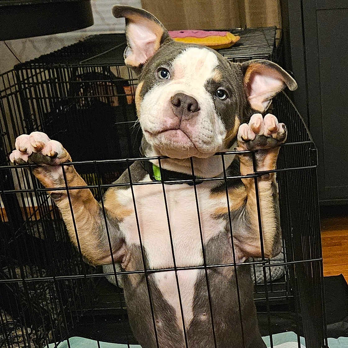 Louie joined the competition — help win amazing prizes! animal, black, brown, cage, canine, collar, crate, cute, dog, ears, eyes, fence, floor, indoor, looking, paws, pet, puppy, standing, white