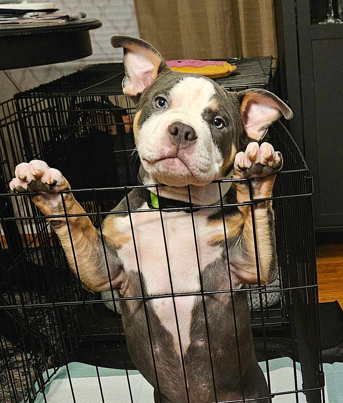 Louie