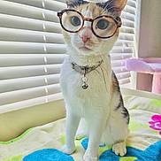 Ester is registered to the contest to win money with this photo: cat, glasses, pet, indoor, window_blinds, collar, bell, towel, white_fur, orange_fur, black_fur, sitting, curious, cute, animal, domestic_cat, portrait, feline, soft_light, closeup