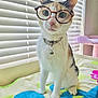cat, glasses, pet, indoor, window_blinds, collar, bell, towel, white_fur, orange_fur, black_fur, sitting, curious, cute, animal, domestic_cat, portrait, feline, soft_light, closeup