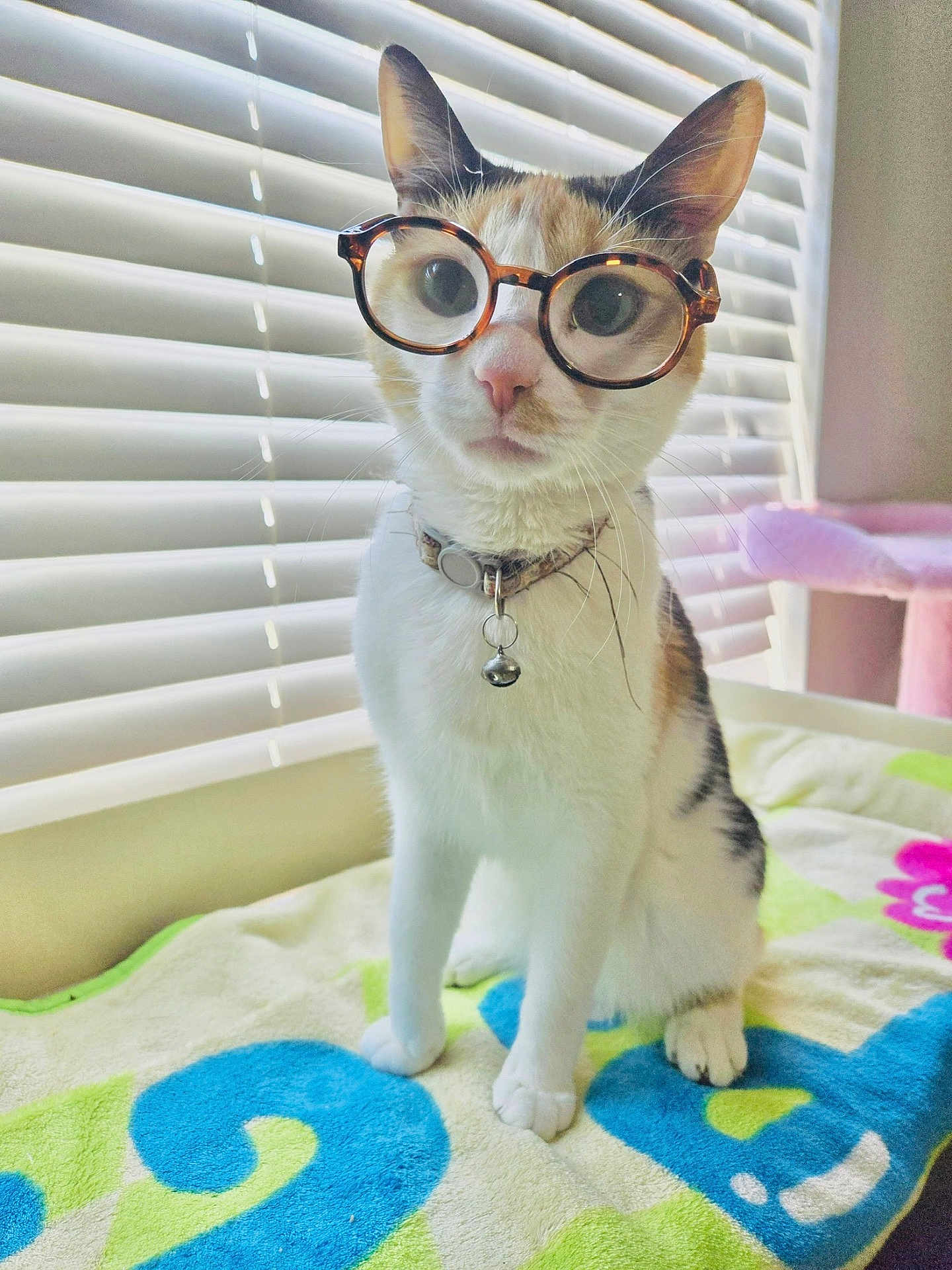 Ester is registered to the contest to win money with this photo: cat, glasses, pet, indoor, window_blinds, collar, bell, towel, white_fur, orange_fur, black_fur, sitting, curious, cute, animal, domestic_cat, portrait, feline, soft_light, closeup