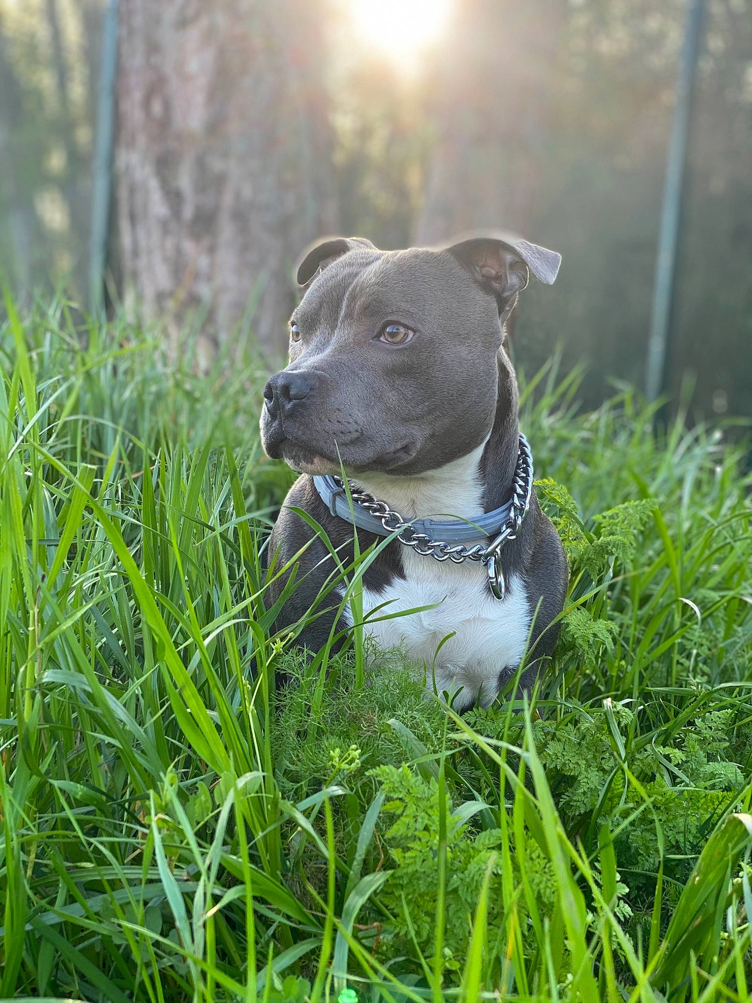 Louky a rejoint le concours — aidez-le/la à gagner de superbes lots ! carnivore, collar, companion_dog, dog, dog_breed, dog_collar, dog_supply, fawn, grass, grassland, gun_dog, pet_supply, plant, snout, sporting_group, tail, terrestrial_animal, terrier, whiskers, working_animal