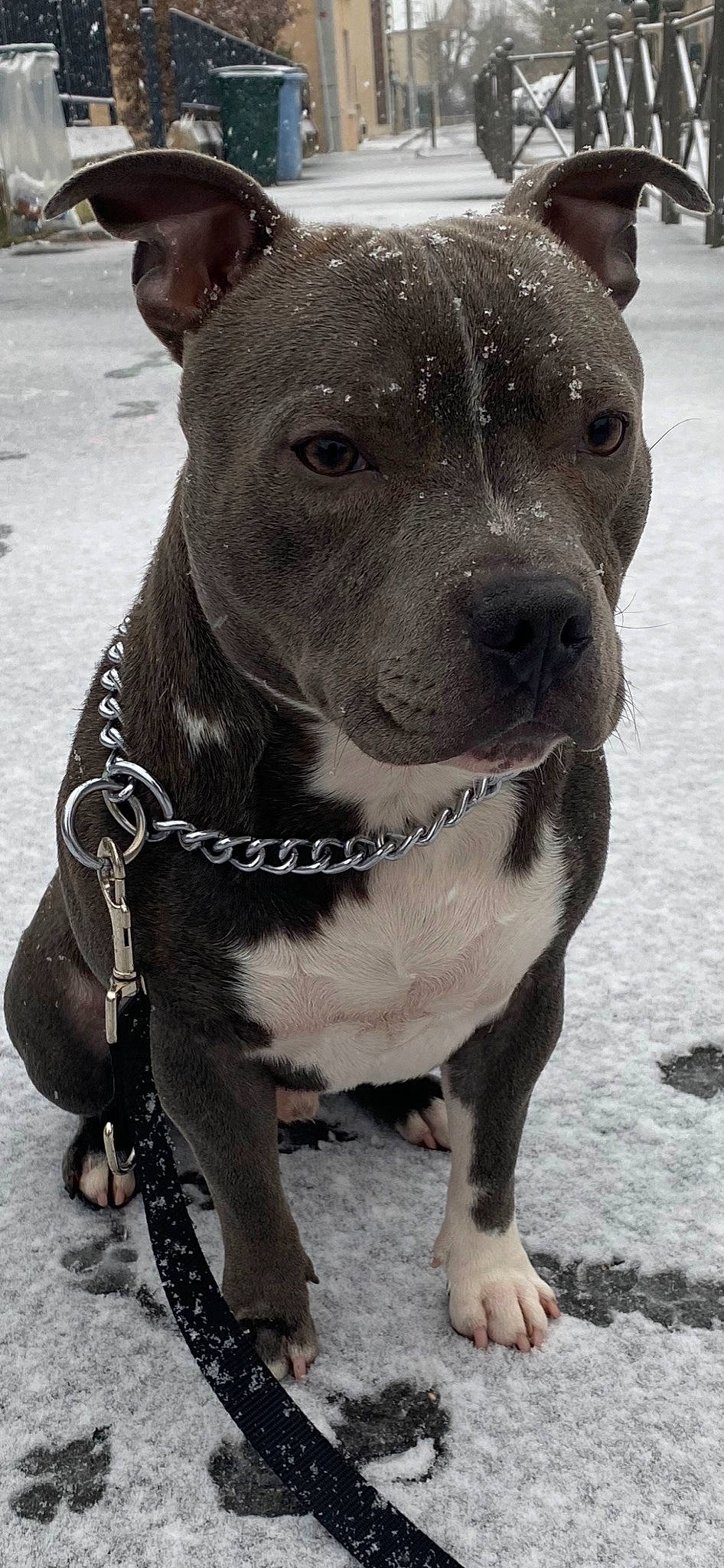 Louky participe au concours pour gagner de l'argent avec cette photo : carnivore, collar, companion_dog, dog, dog_breed, dog_collar, fashion_accessory, fawn, fur, jaw, leash, pet_supply, photograph, snout, snow, sporting_group, whiskers, white, winter, working_animal