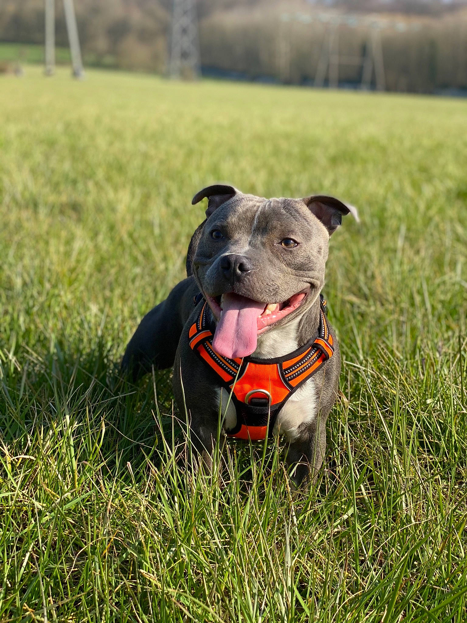 Louky a rejoint le concours — aidez-le/la à gagner de superbes lots ! canidae, carnivore, collar, companion_dog, dog, dog_breed, dog_clothes, dog_collar, dog_supply, fashion_accessory, fawn, grass, grassland, leash, pet_supply, plant, snout, tree, whiskers, working_animal