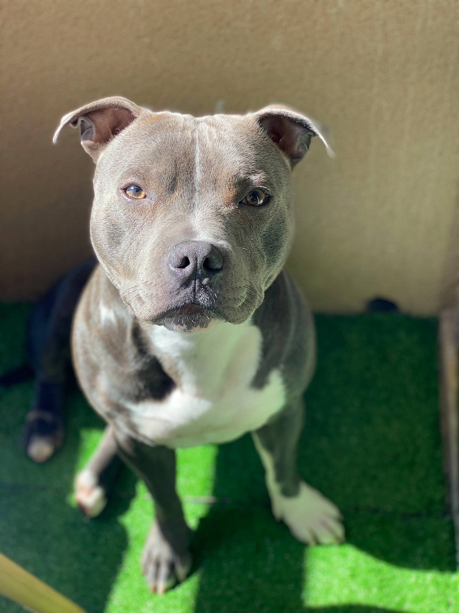 Louky a rejoint le concours — aidez-le/la à gagner de superbes lots ! canidae, carnivore, companion_dog, cordoba_fighting_dog, dog, dog_breed, fawn, grass, non_sporting_group, pit_bull, puppy, snout, sporting_group, terrestrial_animal, terrier, whiskers, working_animal