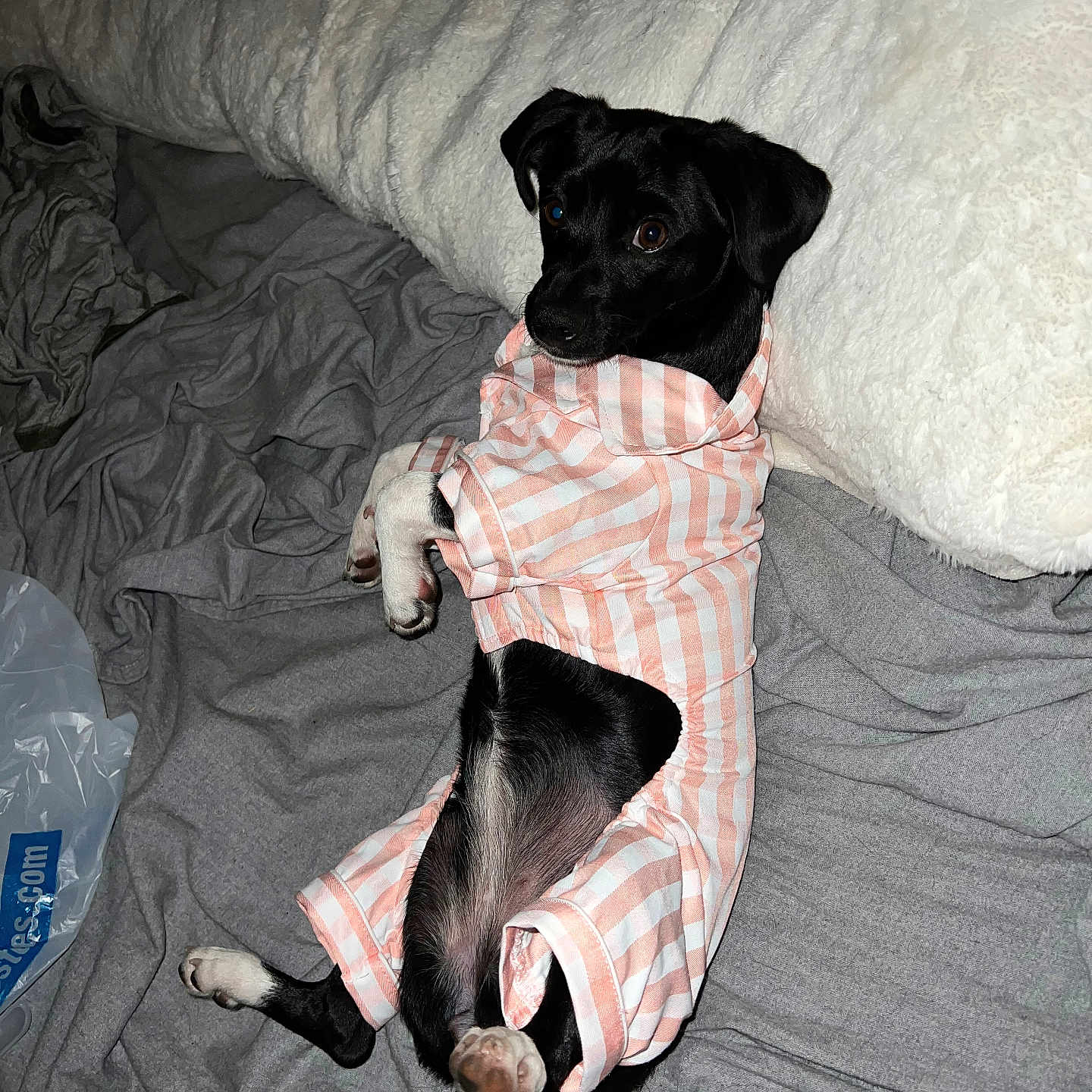 Esther joined the competition — help win amazing prizes! animal, bed, bedroom, blanket, canine, cat, couch, cushion, dog, furniture, homedecor, hound, indoors, labradorretriever, laundry, linen, pet, puppy, quilt, room