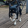 animal, black_and_white, canine, chihuahua, cute, daylight, dog, domestic_animal, ears_up, furniture, garden, nature, outdoor, pet, plants, playful, small_dog, stick, walking, wooden_deck