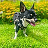 animal, black_and_white, blurred_background, canine, cute, dog, flower_garden, grass, greenery, happy, harness, leash, nature, outdoor, pet, small_dog, summer, sunny, tongue_out, walking