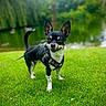 Tatou participe au concours pour gagner de l'argent avec cette photo : chihuahua, dog, small_dog, black_and_white, harness, leash, outdoor, grass, lawn, pond, park, nature, standing, alert, ears, tail, pet, animal, portrait, daylight