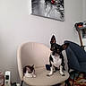 beige_chair, black_and_white_dog, cat, chair, colorful_rug, cozy, curious, dog, domestic_animal, furniture, guitar, indoor, kitten, painting, pet, phone, post_it_note, sleeping_cat, small_dog, table