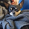 Tatou a rejoint le concours — aidez-le/la à gagner de superbes lots ! dog, puppy, sleeping, resting, blanket, wrapped, black_and_tan, pointy_ears, closed_eyes, indoors, chair, cozy, cute, small_dog, pet, portrait, textile, hand, home, nap