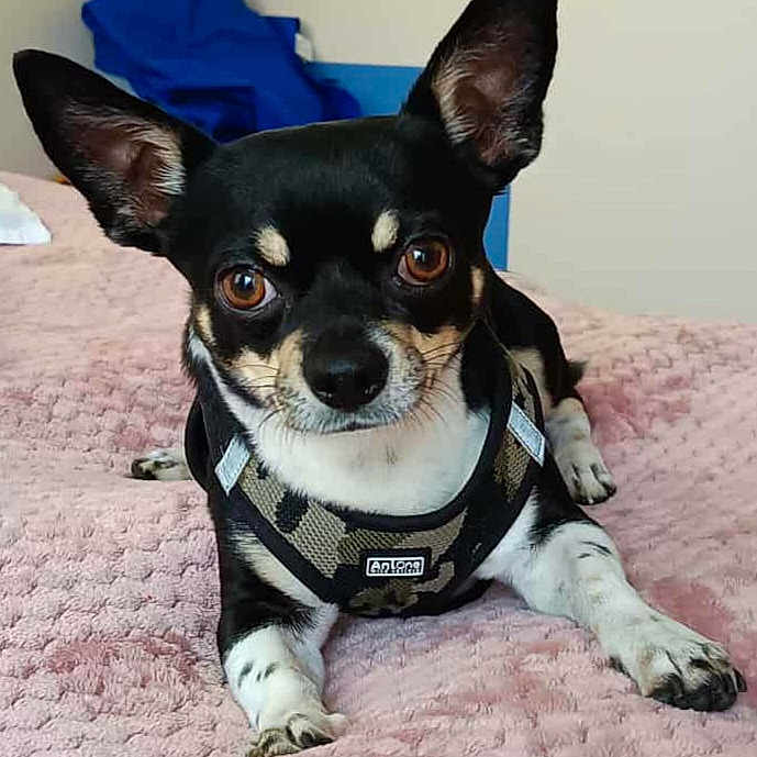 Tatou a rejoint le concours — aidez-le/la à gagner de superbes lots ! animal, black_and_white, blanket, brown_eyes, camouflage, canine, chihuahua, close_up, companion, cute, dog, ears, fur, harness, indoor, lying_down, pet, resting, small_dog, soft_texture