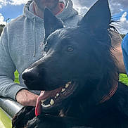 Tokyo a rejoint le concours — aidez-le/la à gagner de superbes lots ! dog, black_dog, tongue_out, happy, man, gray_hoodie, outdoor, cloudy_sky, metal_railing, pet, animal, playful, smiling, person, daylight, collar, paw, closeup, leisure, companionship