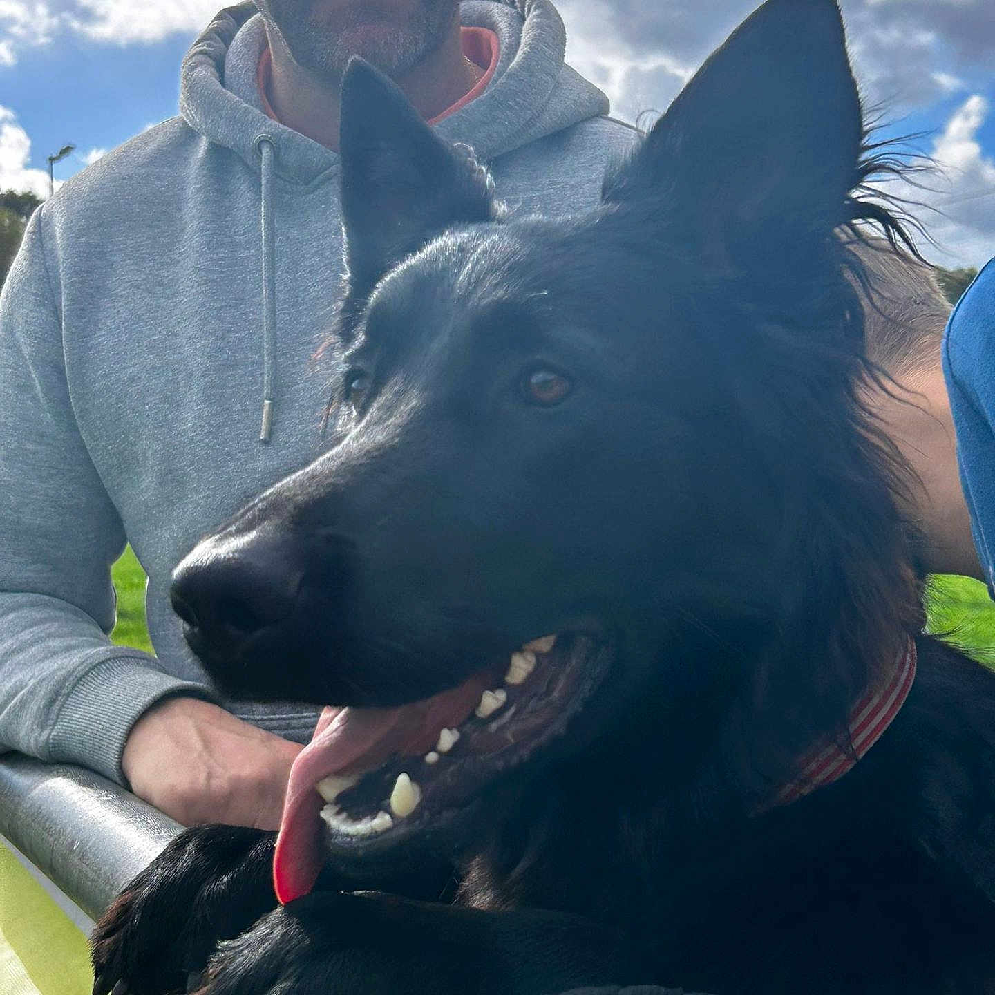 Tokyo a rejoint le concours — aidez-le/la à gagner de superbes lots ! animal, black_dog, closeup, cloudy_sky, collar, companionship, daylight, dog, gray_hoodie, happy, leisure, man, metal_railing, outdoor, paw, person, pet, playful, smiling, tongue_out