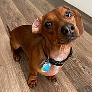 Barkley is registered to the contest to win money with this photo: dog, dachshund, pet, animal, floor, wooden_floor, collar, tag, brown_dog, small_dog, cute, curious, looking_up, indoor, domestic_animal, short_hair, ears, paw, canine, companion