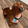 dog, dachshund, pet, animal, floor, wooden_floor, collar, tag, brown_dog, small_dog, cute, curious, looking_up, indoor, domestic_animal, short_hair, ears, paw, canine, companion