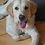 Vasco participe au concours pour gagner de l'argent avec cette photo : animal, canine, cute, dog, domestic_animal, ears, face, friendly, fur, golden_retriever, happy, indoor, lying_down, mammal, nose, pet, puppy, tile_floor, tongue_out, young