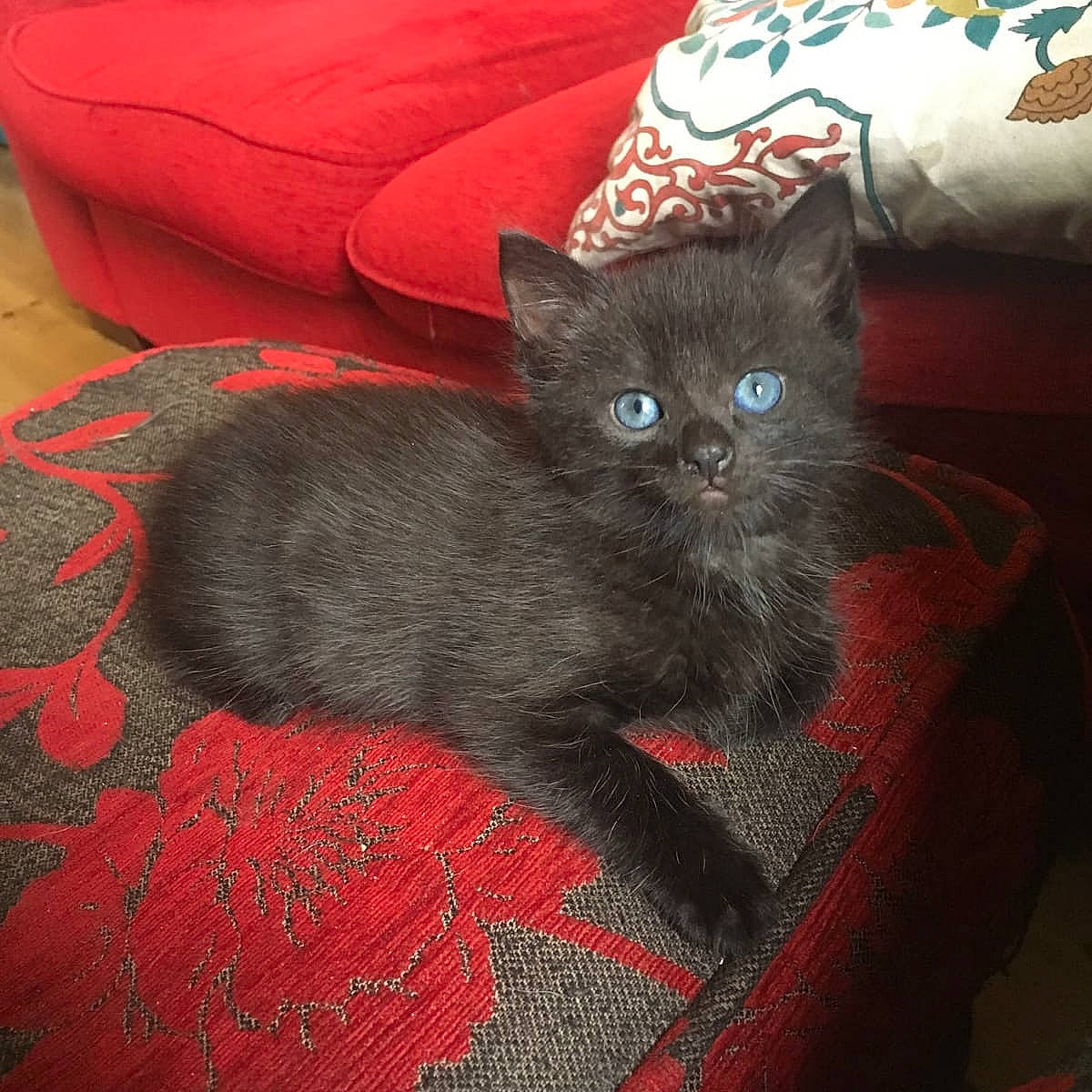 Mao joined the competition — help win amazing prizes! asian, black, black_cat, british_shorthair, carnivore, cat, chartreux, domestic_short_haired_cat, felidae, kitten, korat, mammal, nebelung, russian_blue, small_to_medium_sized_cats, vertebrate, whiskers