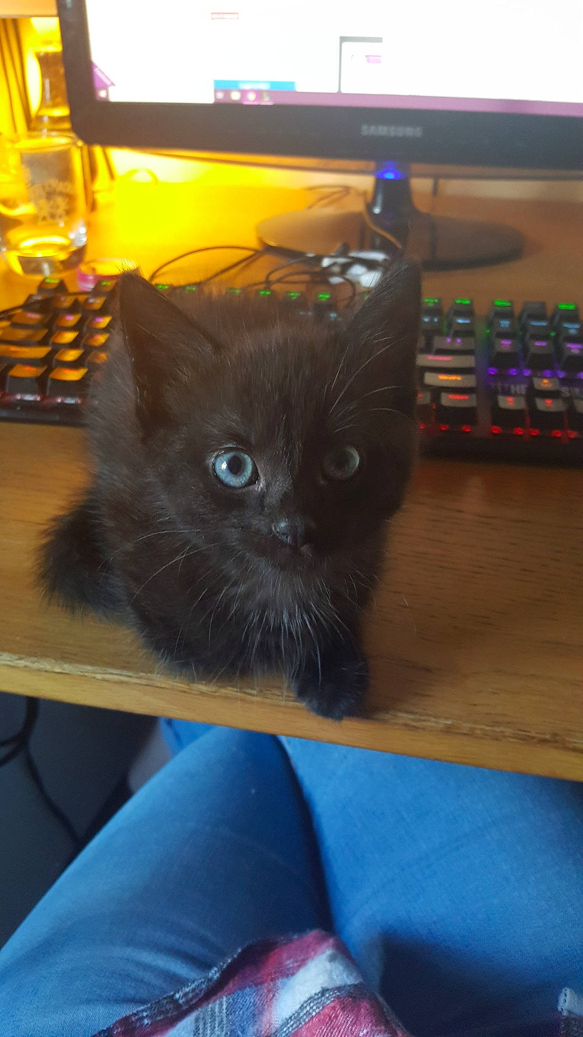 Mao joined the competition — help win amazing prizes! asian, black_cat, bombay, carnivore, cat, chartreux, domestic_long_haired_cat, domestic_short_haired_cat, fawn, felidae, iris, kitten, korat, mammal, nebelung, russian_blue, small_to_medium_sized_cats, whiskers