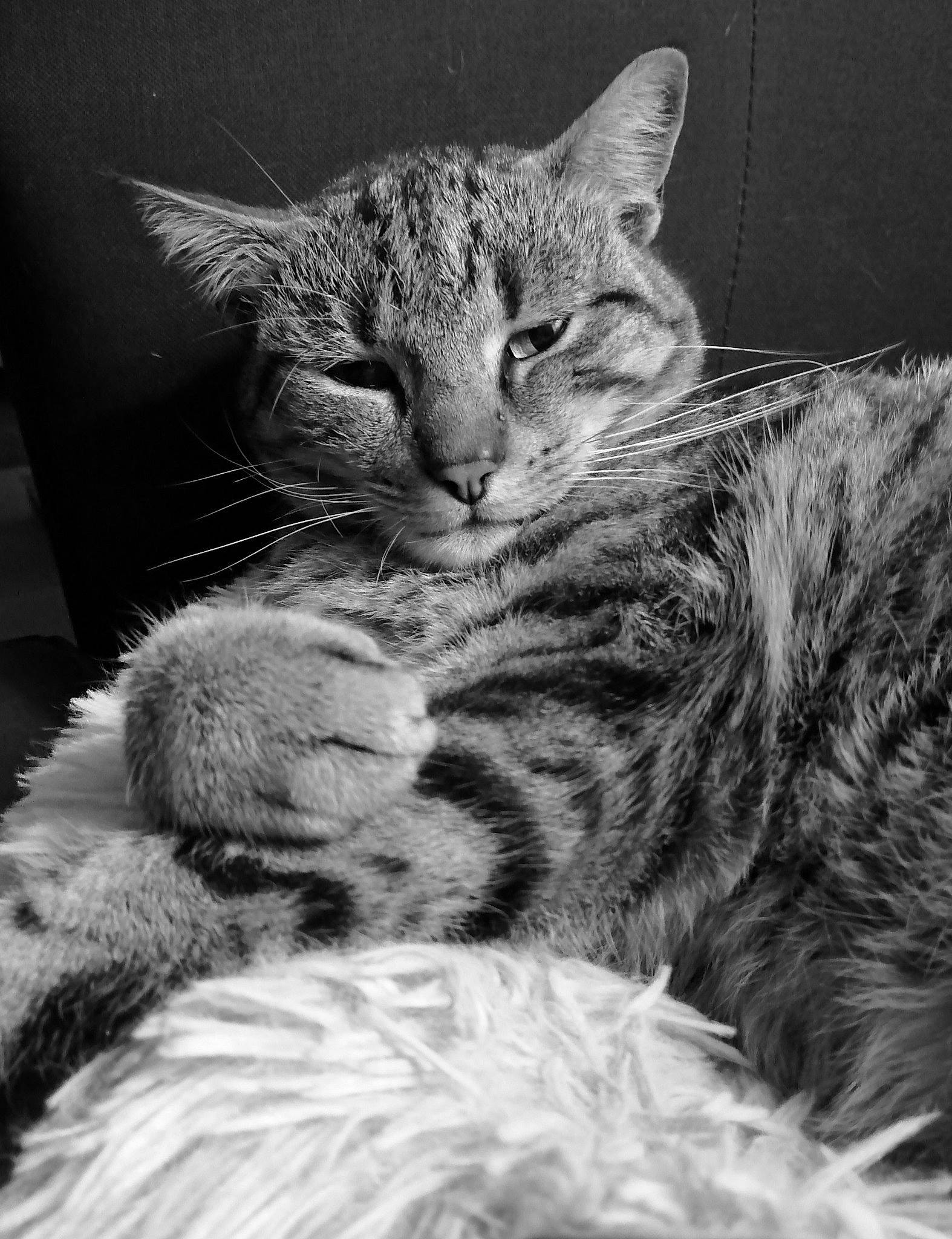 Brigand participe au concours pour gagner de l'argent avec cette photo : black_and_white, carnivore, cat, claw, domestic_short_haired_cat, felidae, fur, grass, iris, monochrome, monochrome_photography, paw, photography, small_to_medium_sized_cats, snout, style, tail, terrestrial_animal, whiskers, wildlife