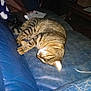Loki participe au concours pour gagner de l'argent avec cette photo :