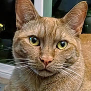 Sunny is registered to the contest to win money with this photo: cat, orange_tabby, close_up, indoor, whiskers, green_eyes, feline, pet, animal, window, night, fur, ears, face, portrait, looking, domestic_cat, mammal, cute, alert