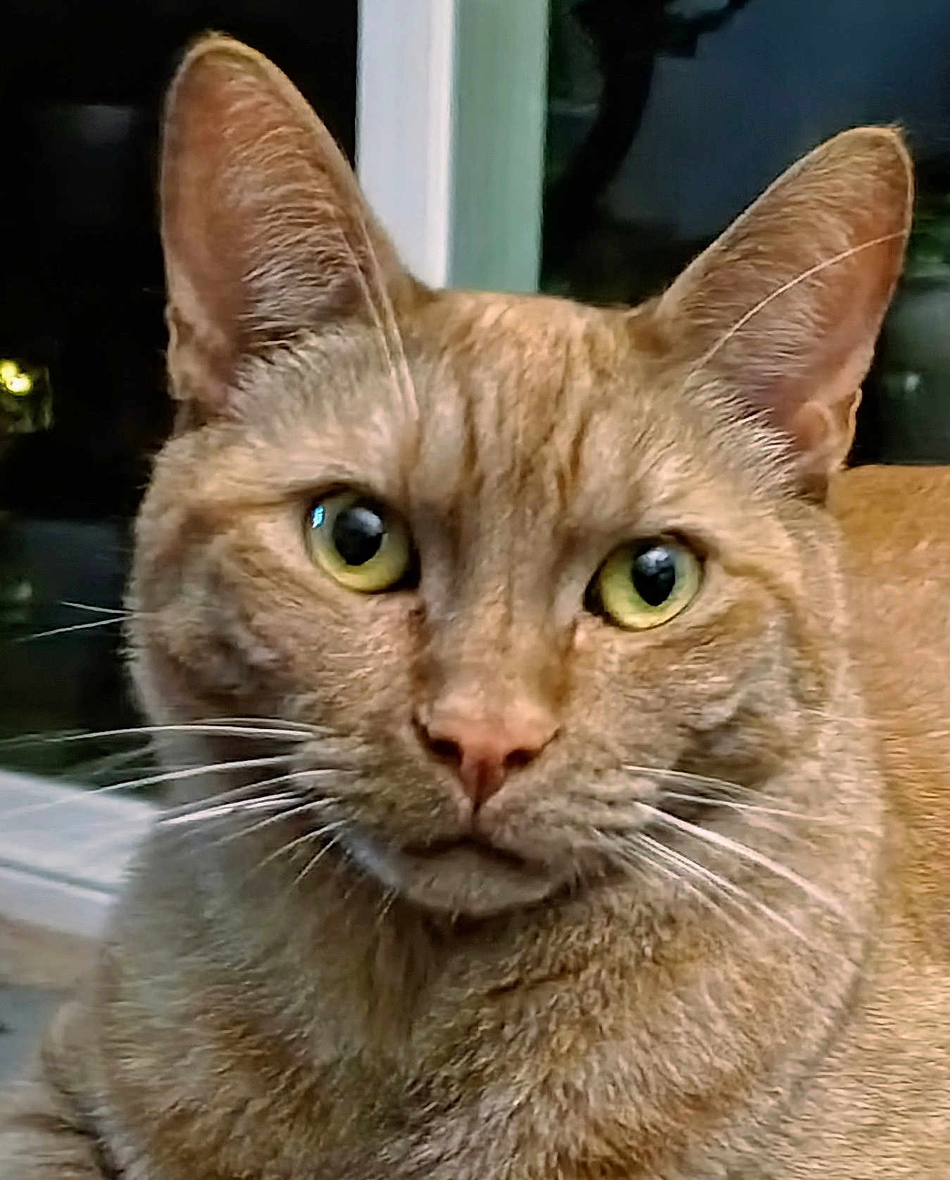 Sunny is registered to the contest to win money with this photo: cat, orange_tabby, close_up, indoor, whiskers, green_eyes, feline, pet, animal, window, night, fur, ears, face, portrait, looking, domestic_cat, mammal, cute, alert