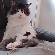 Savahn participe au concours pour gagner de l'argent avec cette photo : cat, fluffy, feline, pet, indoor, couch, relaxed, sitting, white, gray, fur, paw, tail, domestic, animal, cozy, portrait, cute, comfortable, home