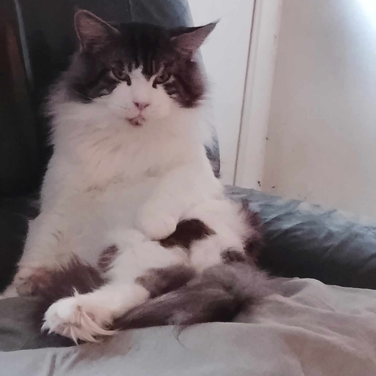 Savahn participe au concours pour gagner de l'argent avec cette photo : animal, cat, comfortable, couch, cozy, cute, domestic, feline, fluffy, fur, gray, home, indoor, paw, pet, portrait, relaxed, sitting, tail, white