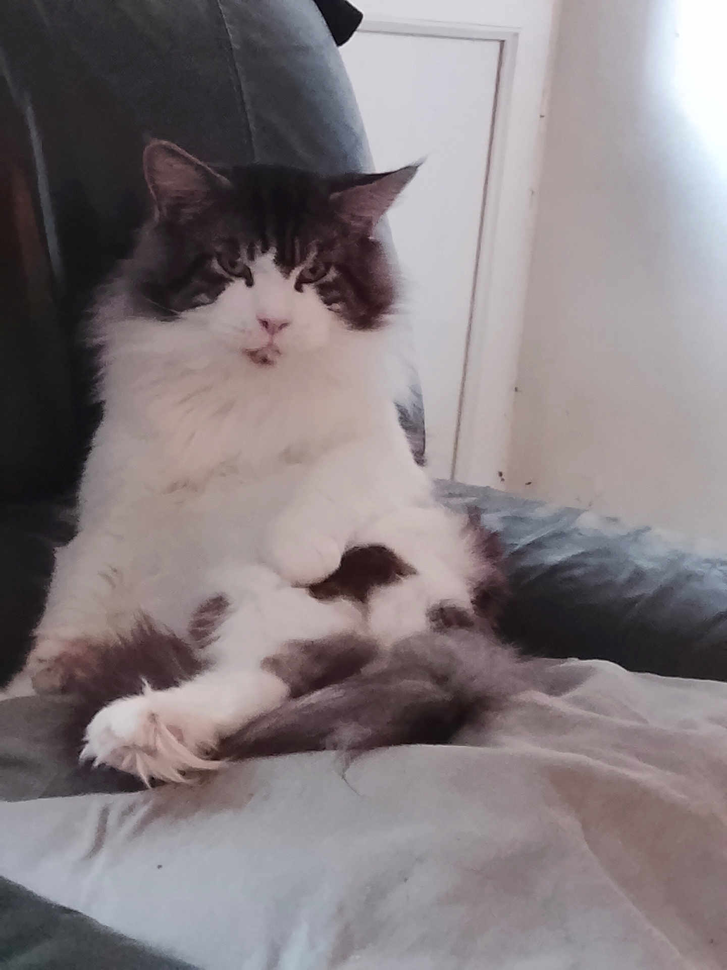 Savahn participe au concours pour gagner de l'argent avec cette photo : cat, fluffy, feline, pet, indoor, couch, relaxed, sitting, white, gray, fur, paw, tail, domestic, animal, cozy, portrait, cute, comfortable, home