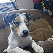 Nova is registered to the contest to win money with this photo: puppy, dog, blue_eyes, couch, indoor, brown_furniture, pet, curious, canine, young_dog, white_fur, black_fur, tan_fur, nose, paws, relaxed, household, window, air_conditioner, cozy