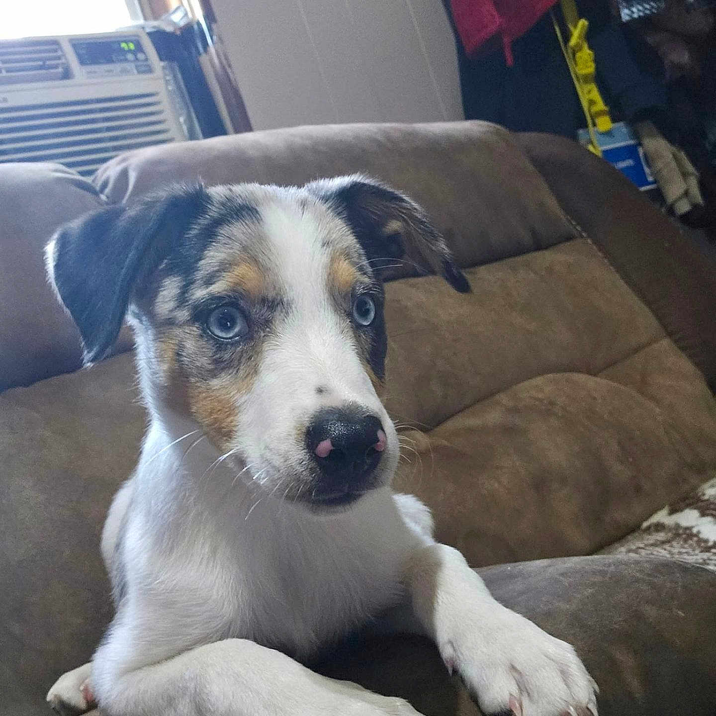 Nova is registered to the contest to win money with this photo: air_conditioner, black_fur, blue_eyes, brown_furniture, canine, couch, cozy, curious, dog, household, indoor, nose, paws, pet, puppy, relaxed, tan_fur, white_fur, window, young_dog