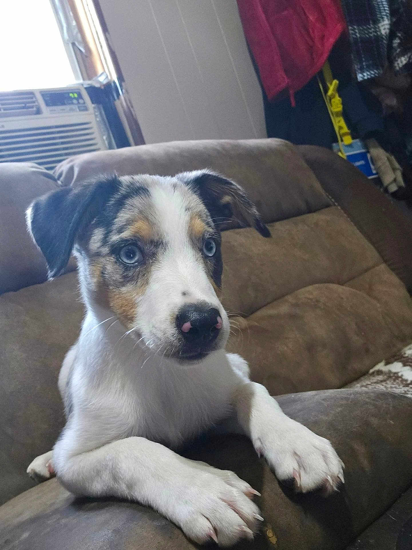 Nova is registered to the contest to win money with this photo: puppy, dog, blue_eyes, couch, indoor, brown_furniture, pet, curious, canine, young_dog, white_fur, black_fur, tan_fur, nose, paws, relaxed, household, window, air_conditioner, cozy