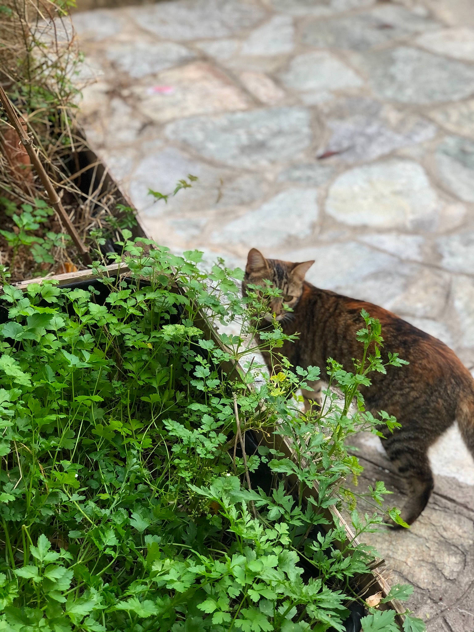 Fiora participe au concours pour gagner de l'argent avec cette photo : bedrock, carnivore, cat, domestic_short_haired_cat, felidae, flower, fur, grass, groundcover, organism, plant, shrub, small_to_medium_sized_cats, snout, tail, terrestrial_animal, terrestrial_plant, vegetation, whiskers, wood