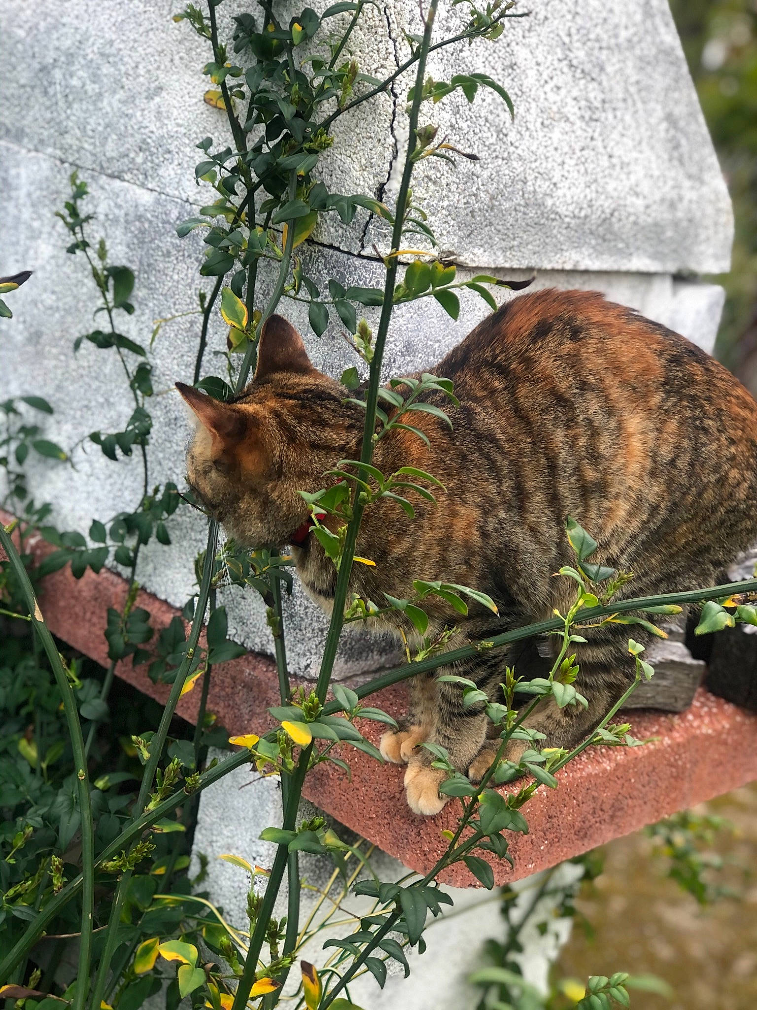 Fiora a rejoint le concours — aidez-le/la à gagner de superbes lots ! carnivore, cat, domestic_short_haired_cat, fawn, felidae, fur, grass, groundcover, plant, small_to_medium_sized_cats, snout, tail, terrestrial_animal, terrestrial_plant, tree, trunk, twig, whiskers, wildlife, wood