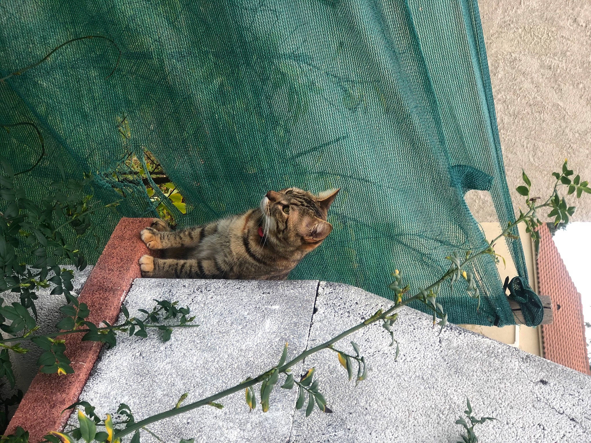 Fiora a rejoint le concours — aidez-le/la à gagner de superbes lots ! art, branch, carnivore, cat, domestic_short_haired_cat, fawn, felidae, grass, grey, leaf, plant, road_surface, small_to_medium_sized_cats, snout, tail, terrestrial_animal, tree, twig, whiskers, wood