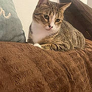 Dottie joined the competition — help win amazing prizes! cat, tabby, pet, animal, feline, indoor, cozy, blanket, pillow, resting, cute, fur, whiskers, ears, relaxed, domestic, mammal, sleepy, home, comfort