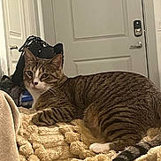 Dottie joined the competition — help win amazing prizes! animal, blanket, cat, comfort, cozy, curious, domestic, door, fur, furniture, household, indoor, mammal, paw, pet, relaxing, resting, striped, tabby_cat, whiskers