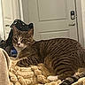 animal, blanket, cat, comfort, cozy, curious, domestic, door, fur, furniture, household, indoor, mammal, paw, pet, relaxing, resting, striped, tabby_cat, whiskers