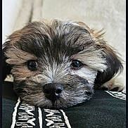 Misty is registered to the contest to win money with this photo: puppy, dog, close_up, portrait, nose, eyes, fur, blanket, embroidery, fabric, resting, cute, pet, indoor, sleepy, whiskers, muzzle, head, sofa, soft
