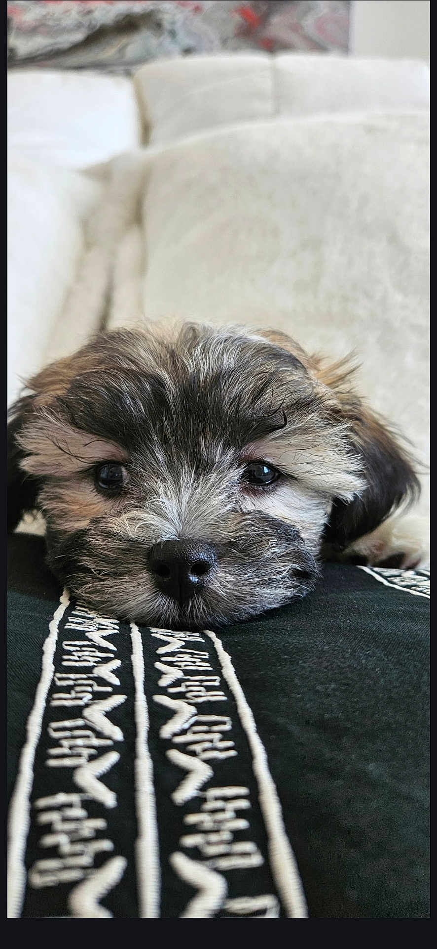 Misty is registered to the contest to win money with this photo: puppy, dog, close_up, portrait, nose, eyes, fur, blanket, embroidery, fabric, resting, cute, pet, indoor, sleepy, whiskers, muzzle, head, sofa, soft