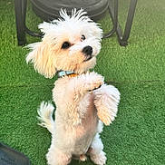 Alvin a rejoint le concours — aidez-le/la à gagner de superbes lots ! dog, puppy, small_dog, fluffy, white_fur, standing, hind_legs, raised_paw, collar, outdoor, grass, artificial_grass, patio, furniture, playful, cute, animal, pet, portrait, adorable