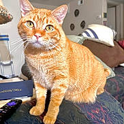 Wero joined the competition — help win amazing prizes! abyssinian, animal, architecture, bed, bedroom, book, building, cat, couch, cushion, electronics, furniture, homedecor, indoors, kitten, manx, pet, publication, remotecontrol, room