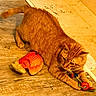 Wero is registered to the contest to win money with this photo: abyssinian, animal, berry, brush, cat, food, fruit, hardwood, invertebrate, kitten, lobster, manx, pet, plant, produce, seafood, sealife, strawberry, sweets, wood