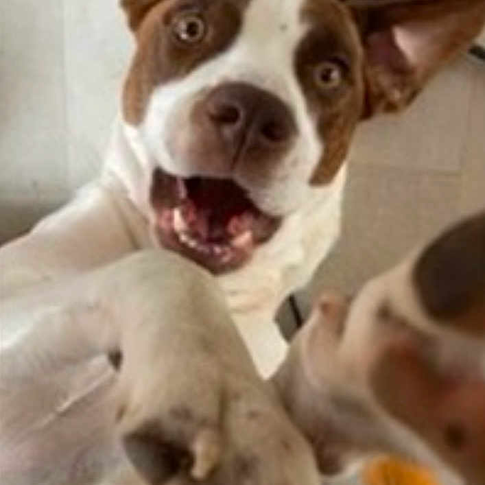 Piper joined the competition — help win amazing prizes! accessories, animal, bostonbull, boxer, bulldog, canine, doctor, dog, electronics, frenchbulldog, hound, husky, person, pet, pitbull, pointer, policedog, snout, strap, veterinarian