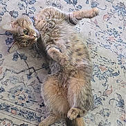 Ezme joined the competition — help win amazing prizes! cat, tabby, pet, animal, fur, lying_down, indoor, floor, carpet, pattern, relaxed, cute, whiskers, tail, paws, green_eyes, playful, domestic_cat, feline, resting