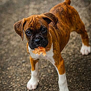 Buster is registered to the contest to win money with this photo: puppy, dog, leaf, autumn, brown, white_paws, outdoor, curious, young_dog, pet, canine, animal, closeup, looking_up, playful, ground, fall, nature, adorable, cute