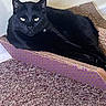 Ash An Simba is registered to the contest to win money with this photo: black_cat, cat, pet, feline, indoor, relaxed, cardboard_scratch_pad, carpet, collar, bell, animal, cute, laying_down, resting, domestic_cat, mammal, whiskers, ears, eyes, fur